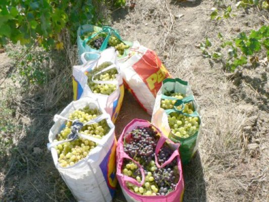 Prins la furat de struguri, în apropiere de Tortomanu